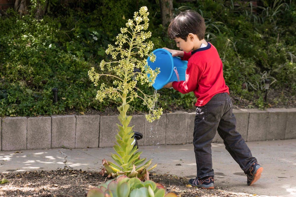 Child watering a plant with a blue watering can