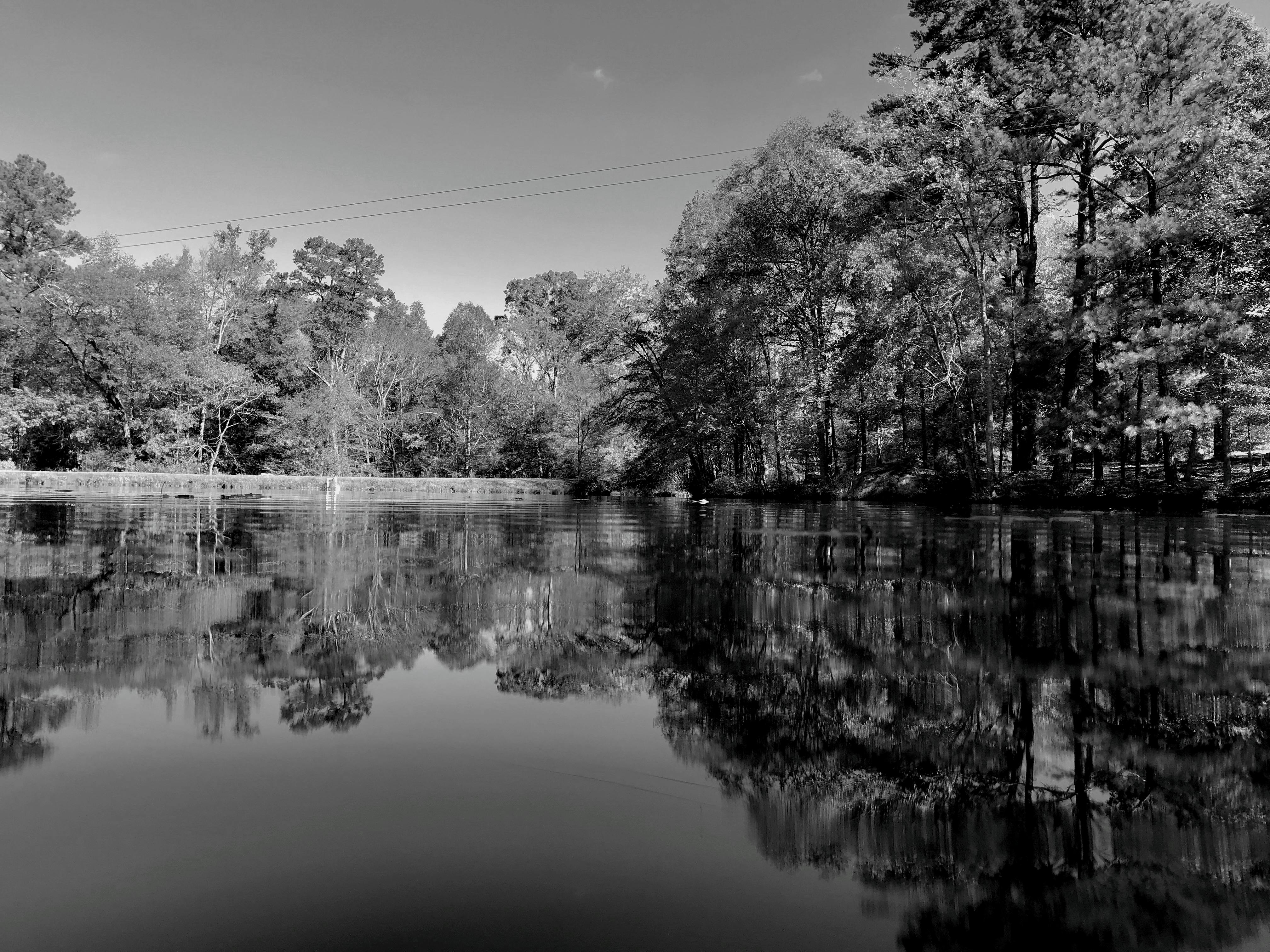 Trees reflected in a body of water