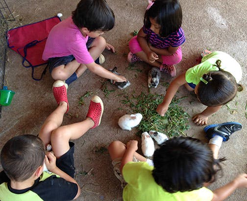 Children sitting on the ground feeding guinea pigs