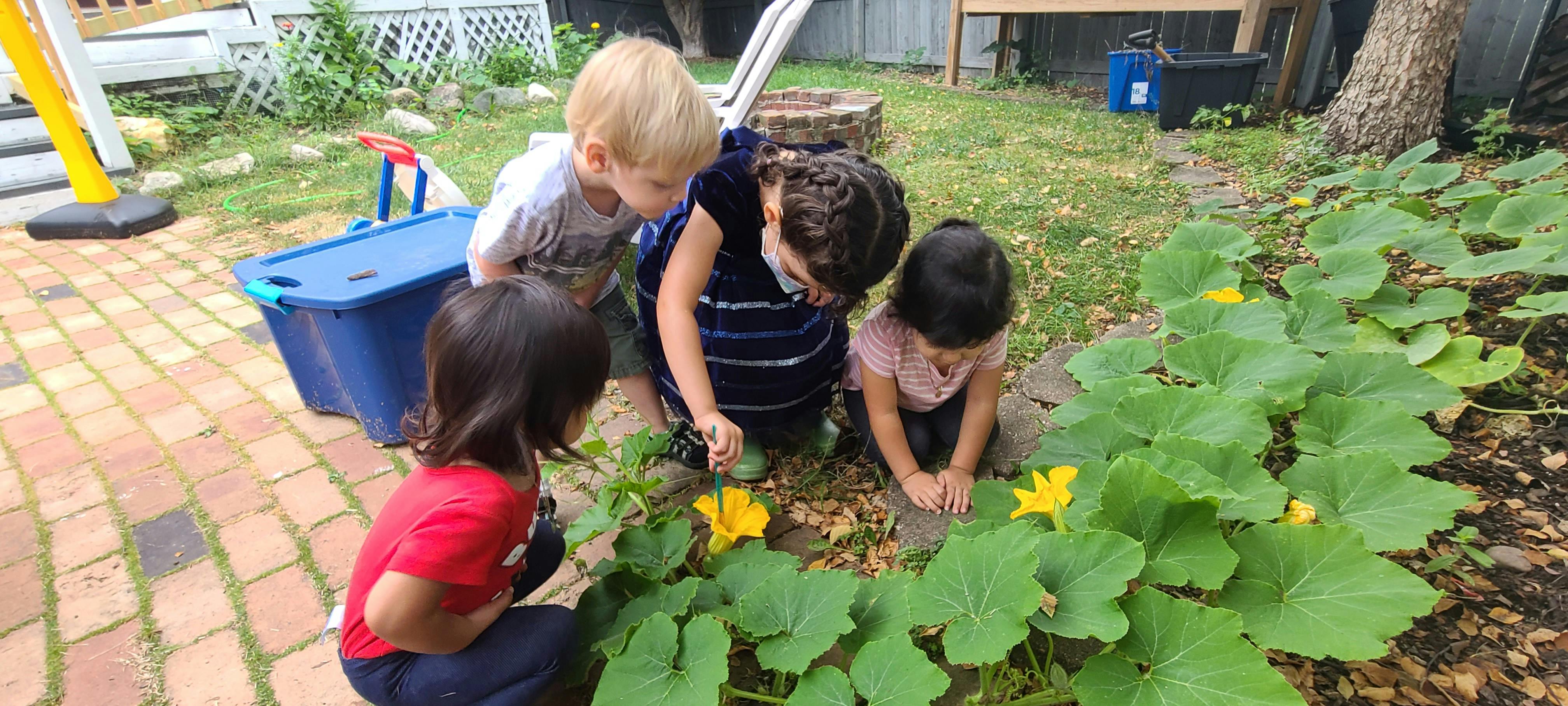 Four children looking at plants with yellow flowers in a garden