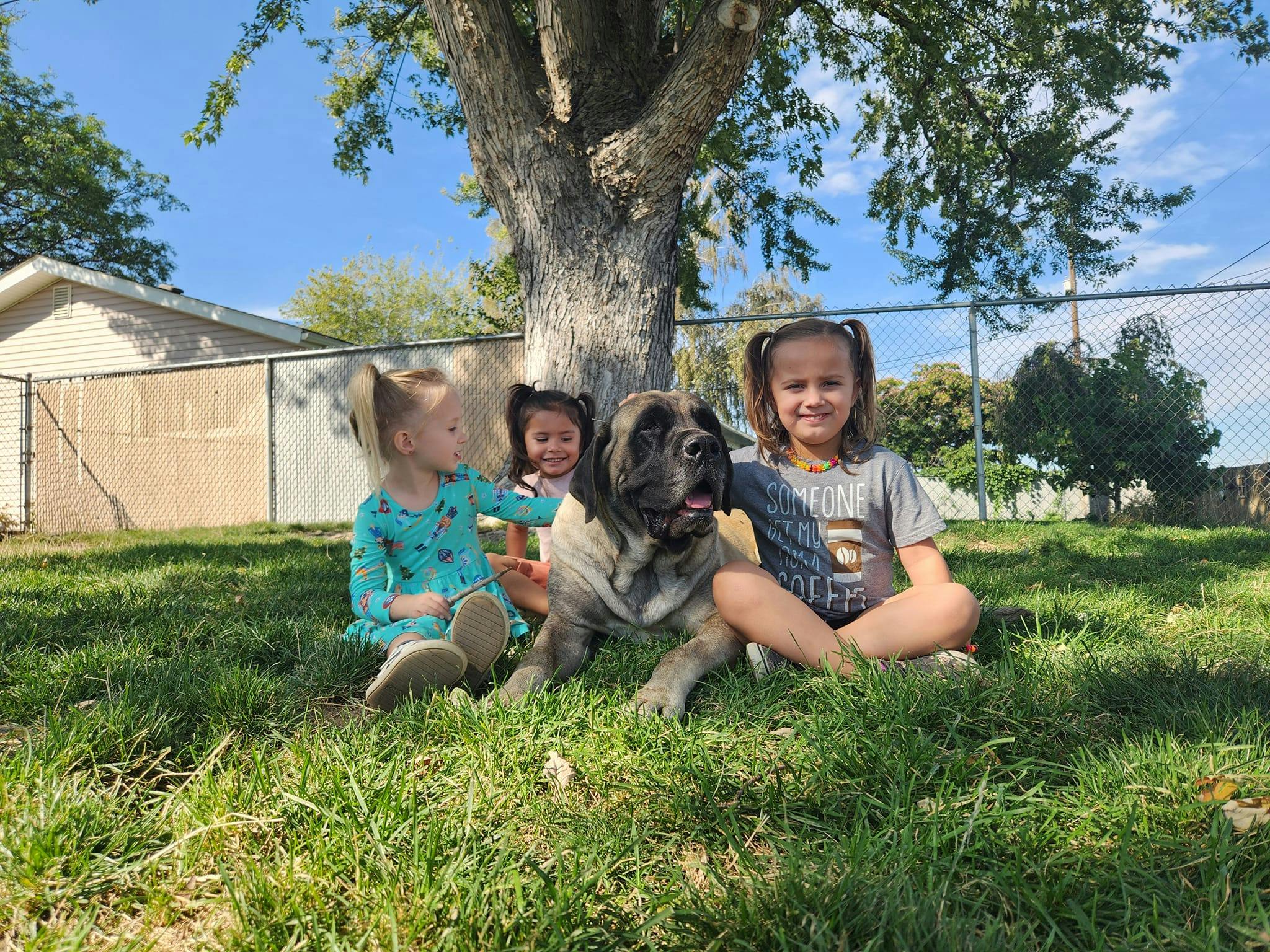 Three children and a large dog sitting on grass under a tree