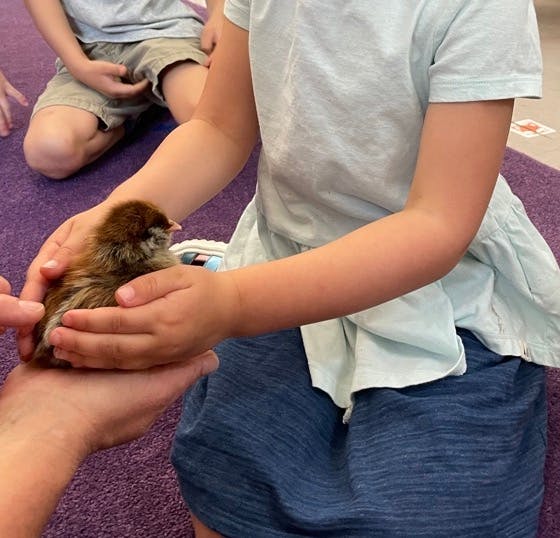 Child holding a chick in cupped hands