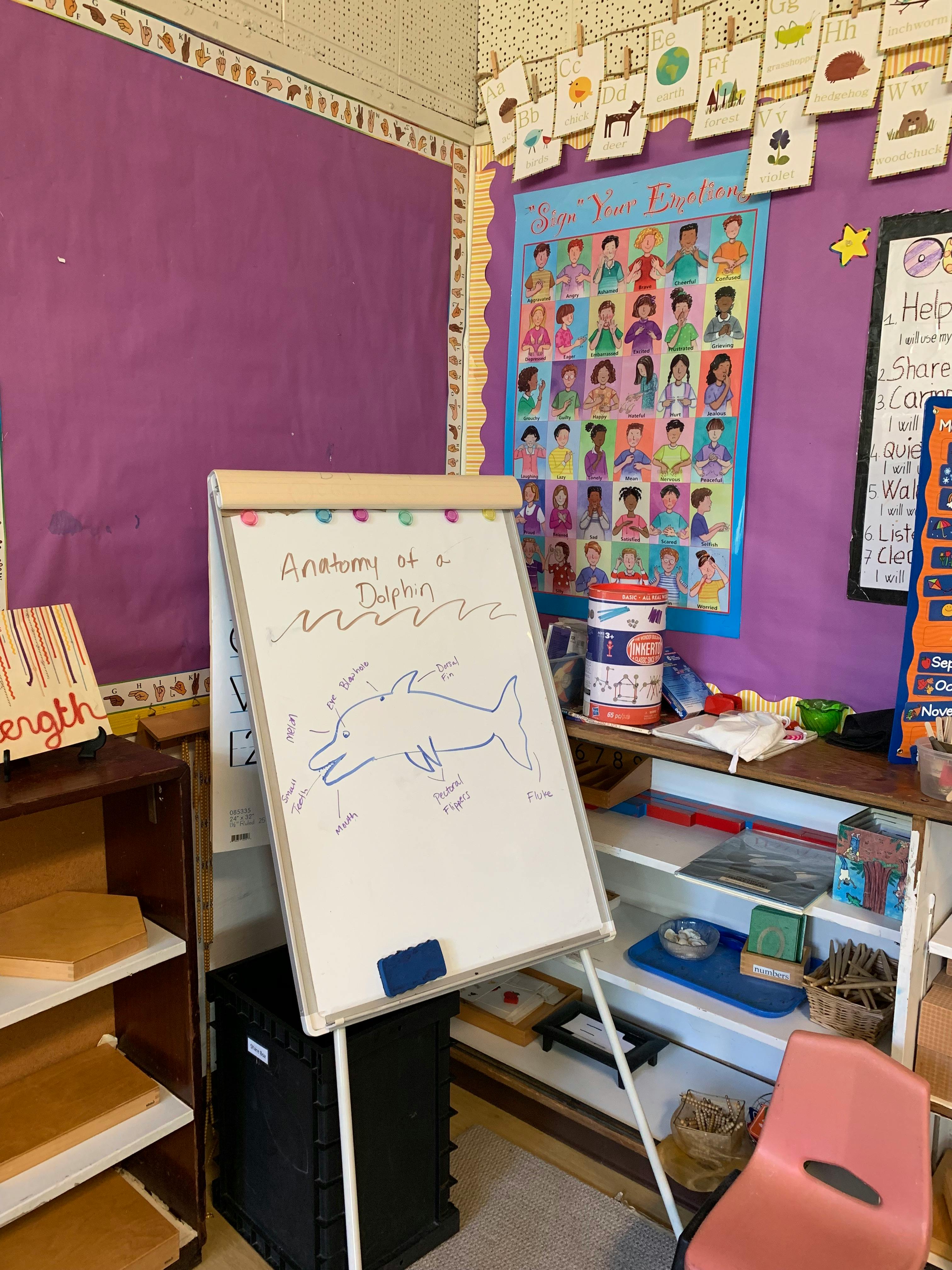 Whiteboard with a drawing of a dolphin and text "Anatomy of a Dolphin" in a classroom