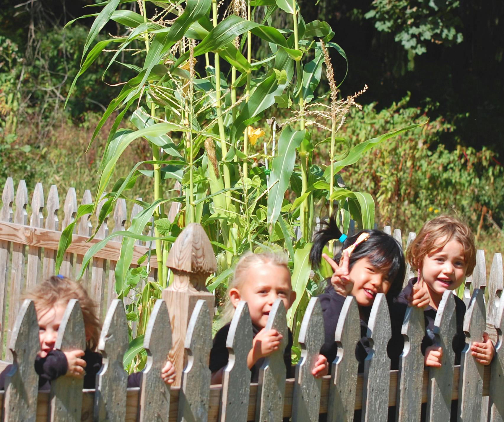 Children looking over a wooden fence with corn stalks in the background