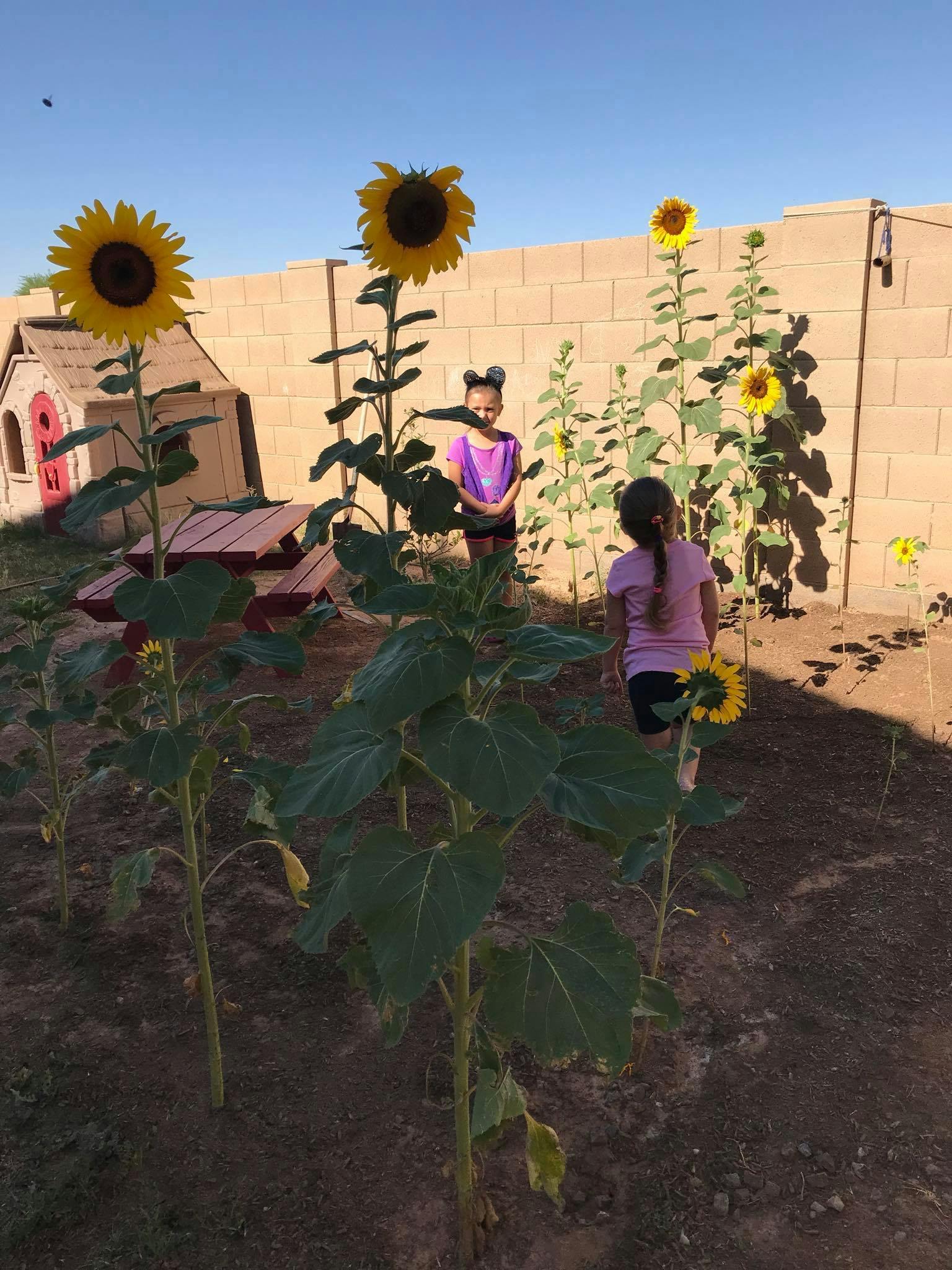 Two children standing among tall sunflowers in a garden