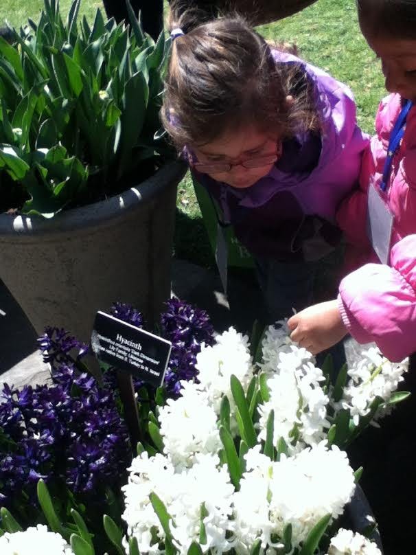 Child in glasses looking at white and purple hyacinth flowers