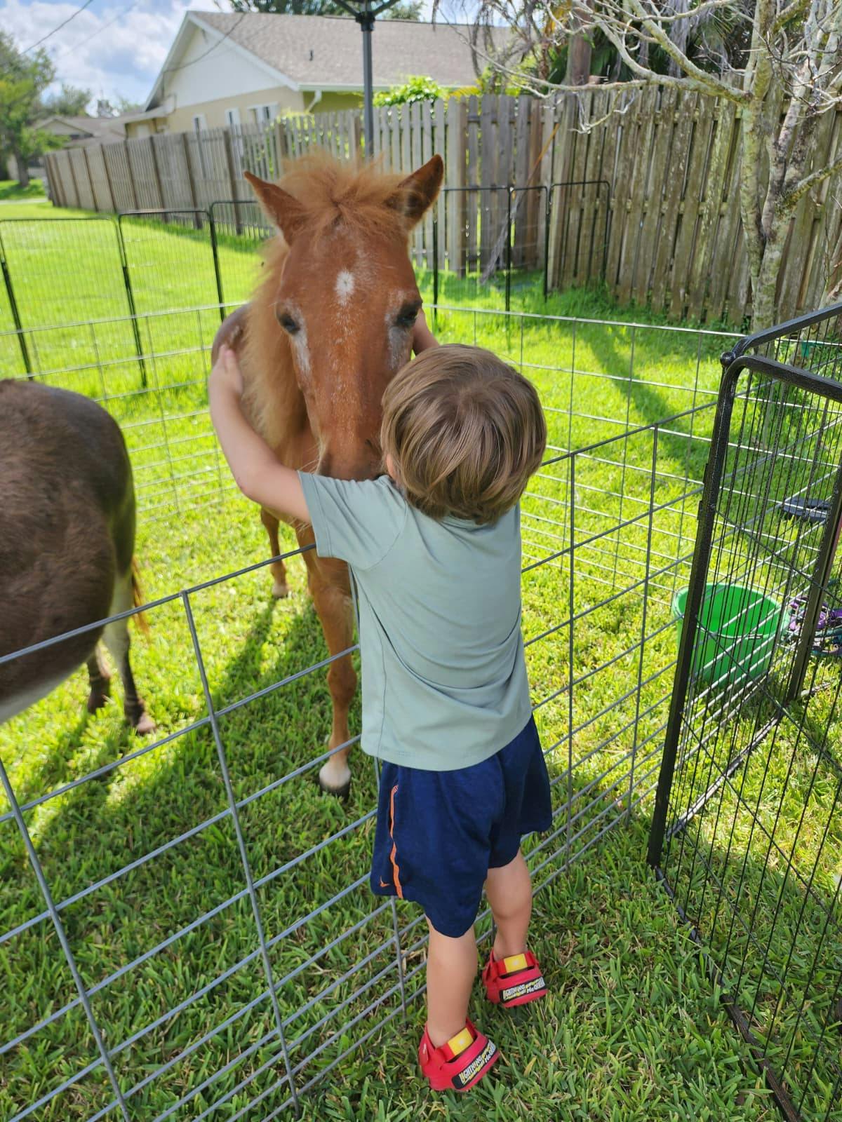 A child petting a small pony over a wire fence