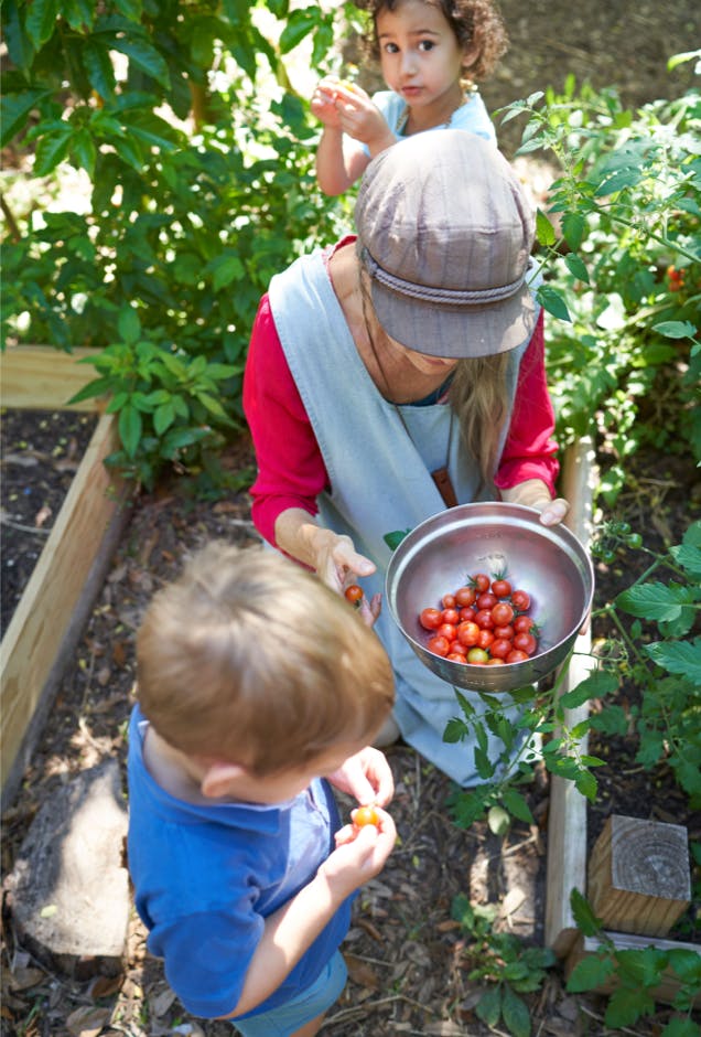 Person and two children harvesting tomatoes in a garden