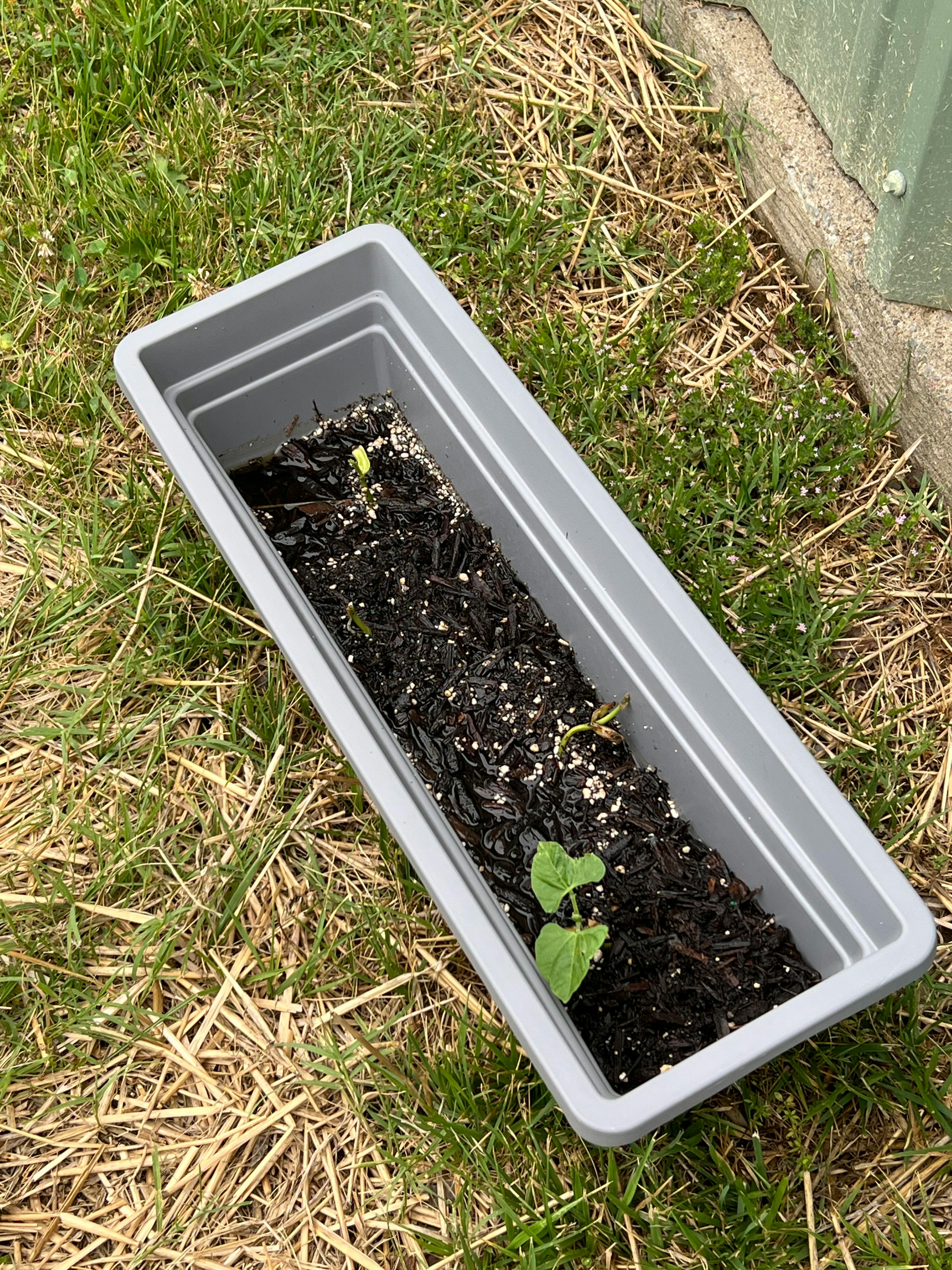 Small green plant seedlings in a rectangular gray planter