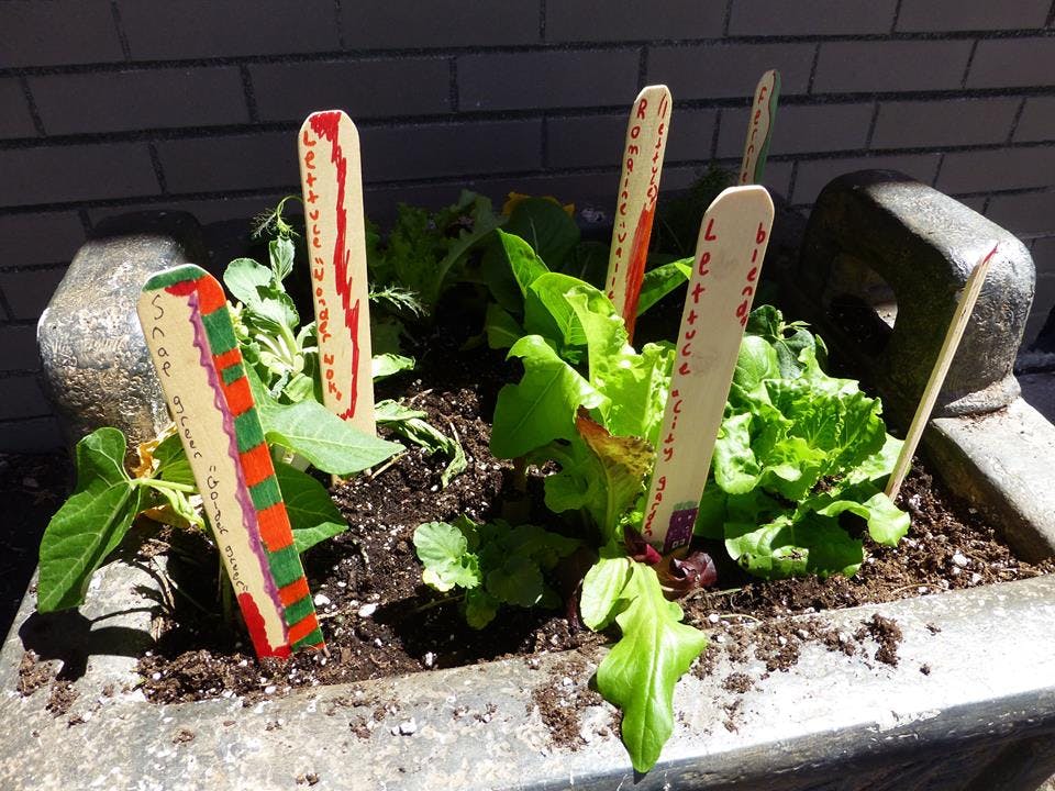 Garden bed with leafy green plants and decorative plant markers
