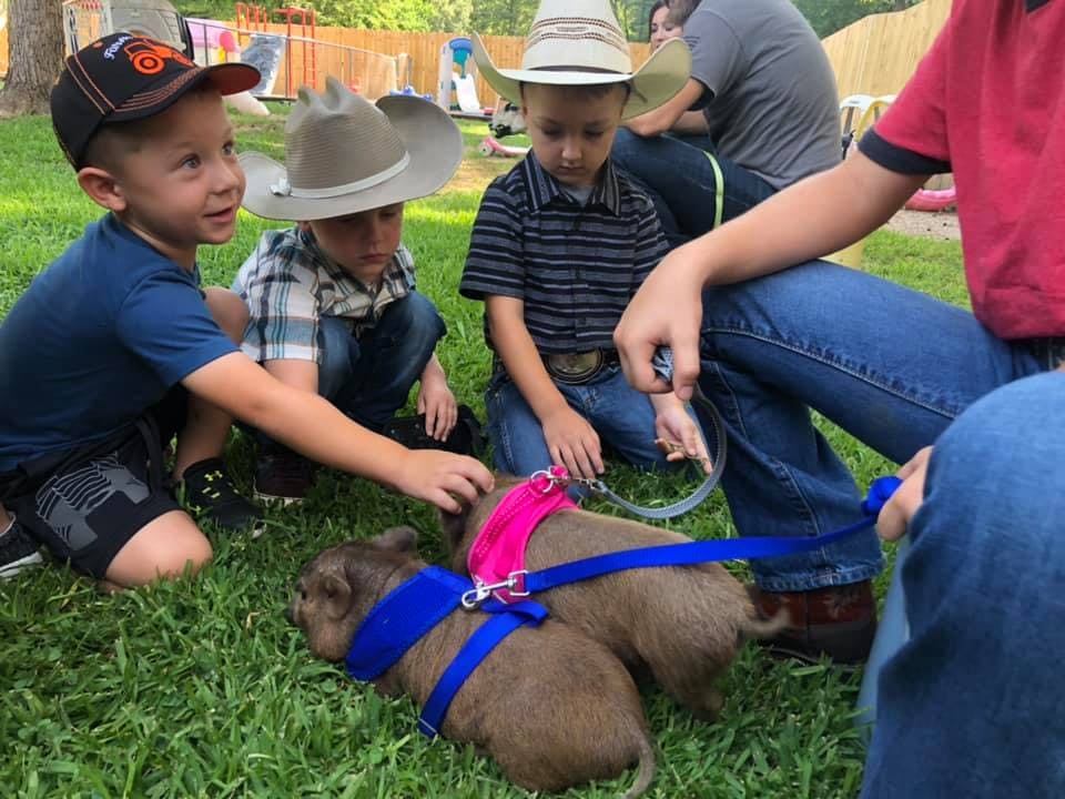 Children petting two small pigs on leashes in grass