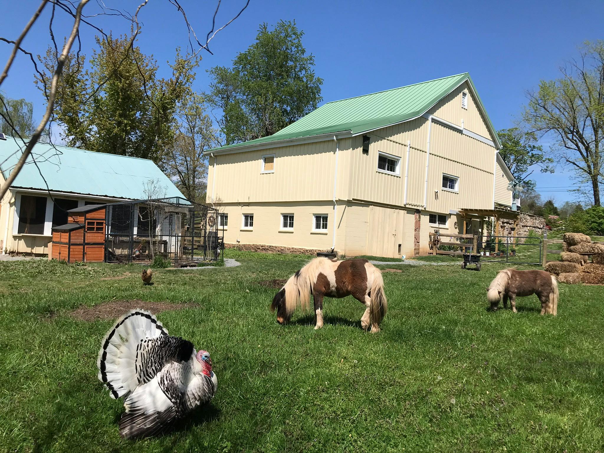 Turkey and two ponies grazing in a field with buildings in the background