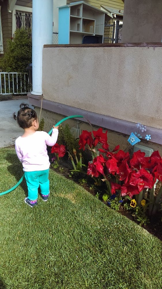 Child holding a green hose and watering red flowers