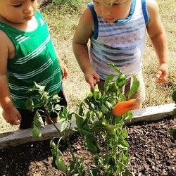 Two children looking at a pepper plant in a garden bed