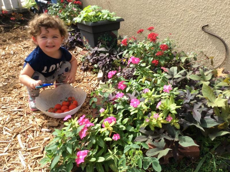 Child holding a bowl of tomatoes next to flowering plants