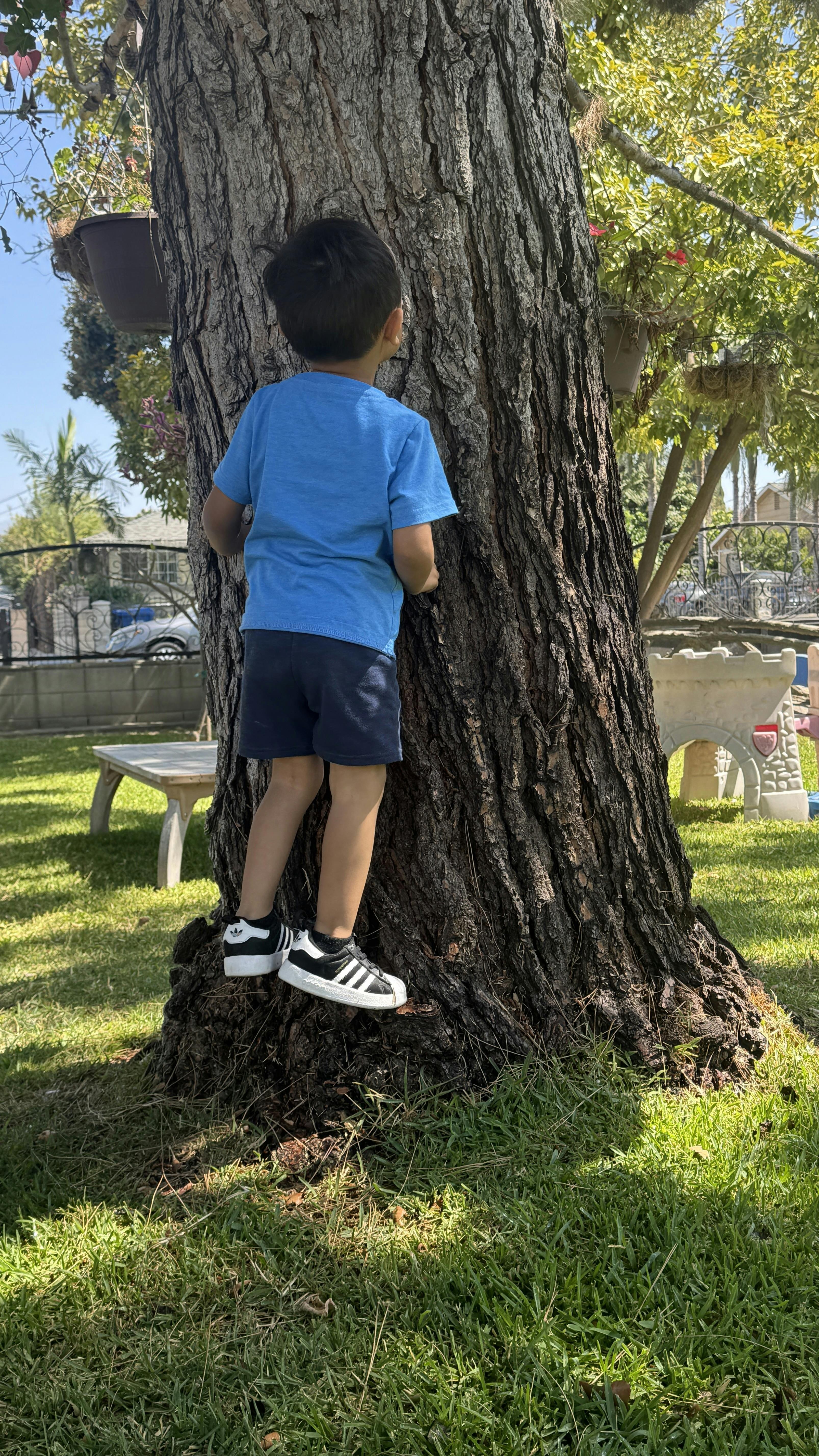 Child standing on the base of a tree trunk