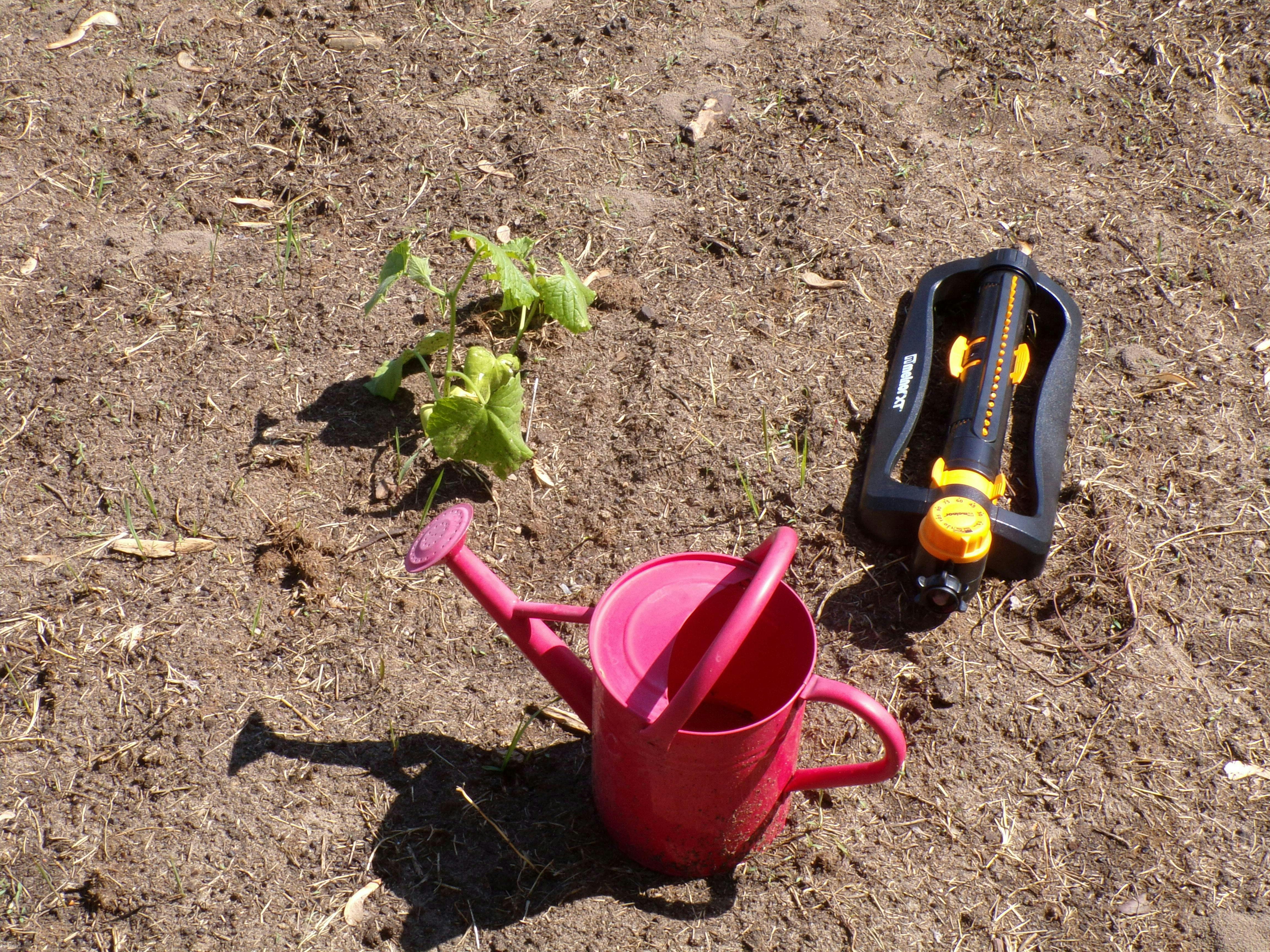 Red watering can, sprinkler, and small plant on dirt