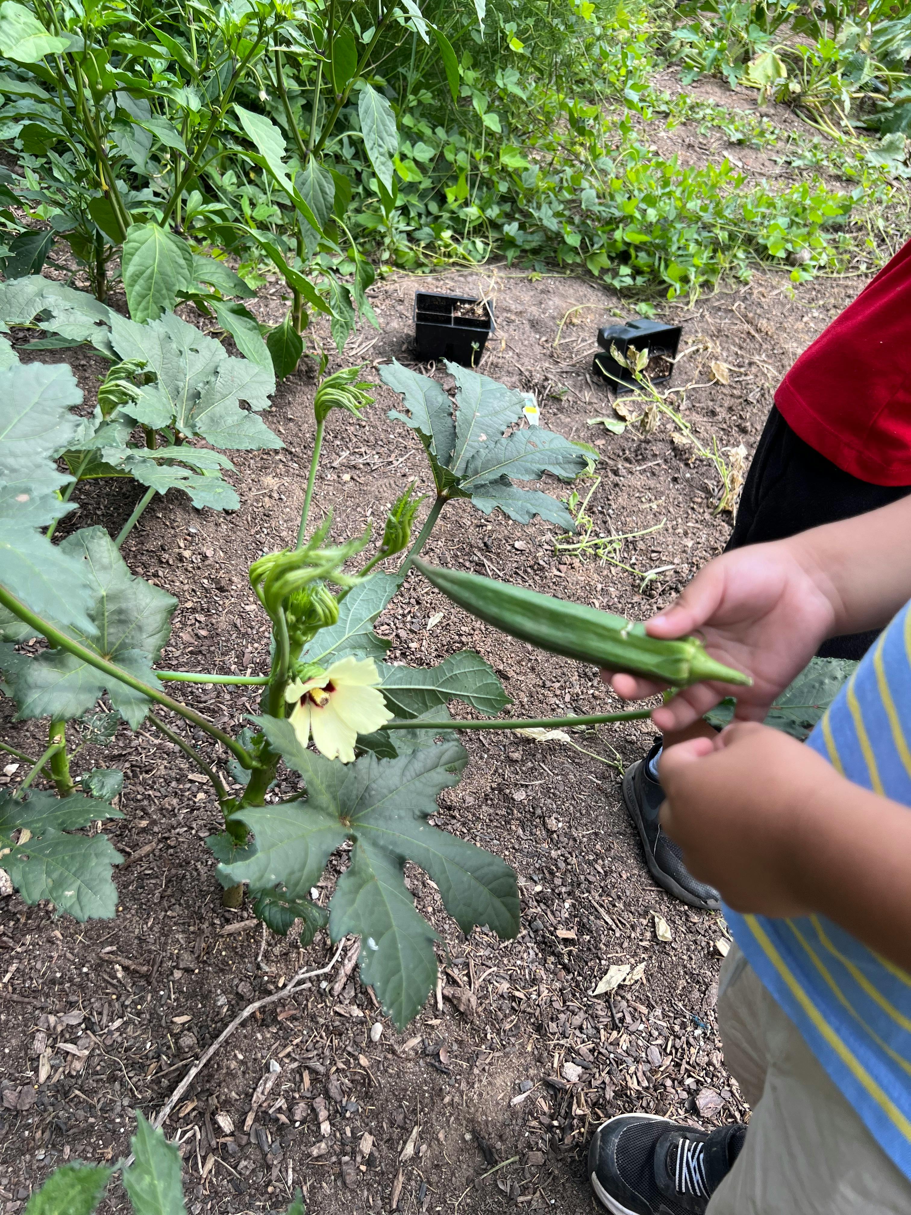 Person holding an okra pod next to an okra plant with a flower