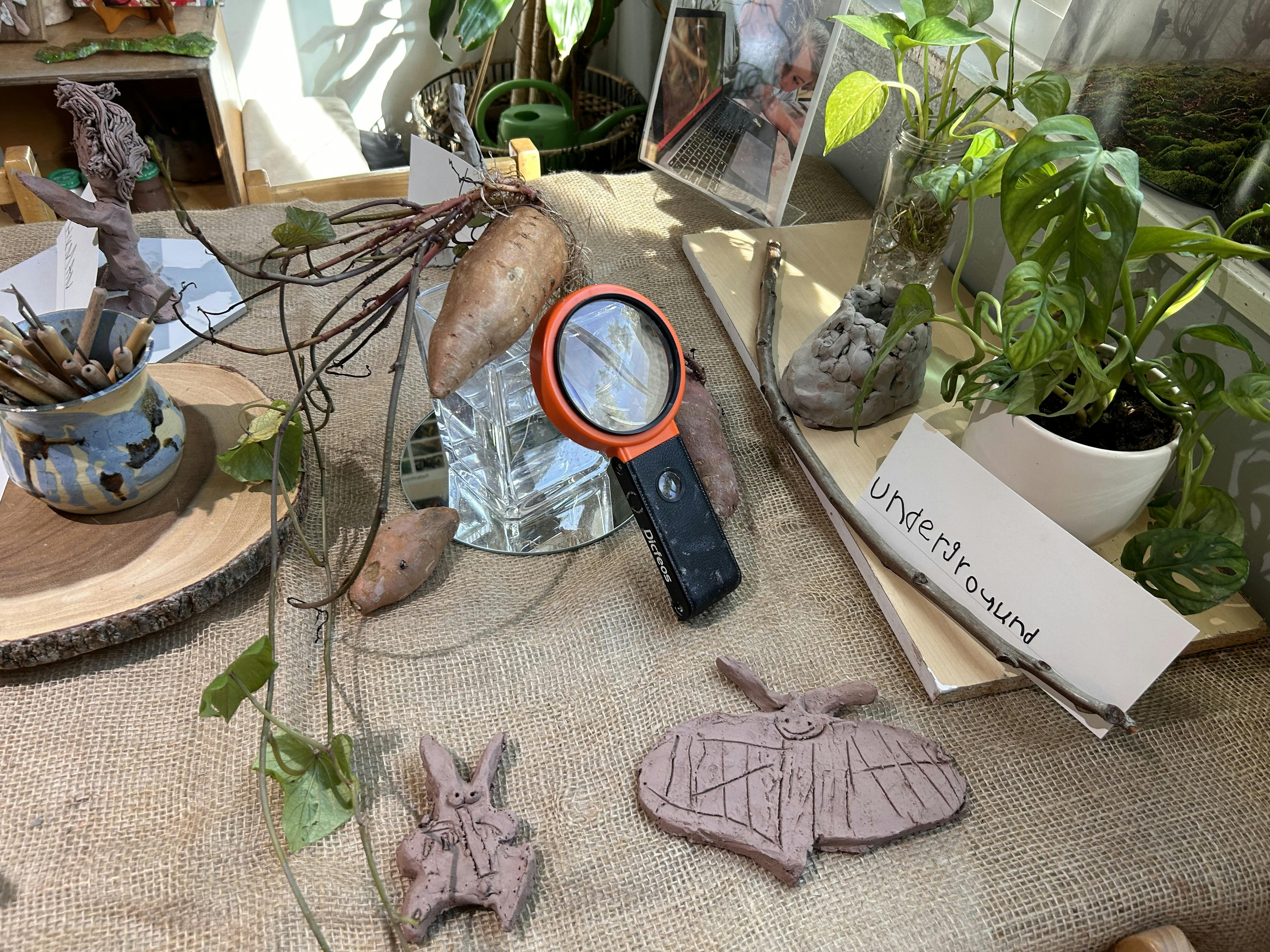 Tabletop with magnifying glass, plants, and various natural objects