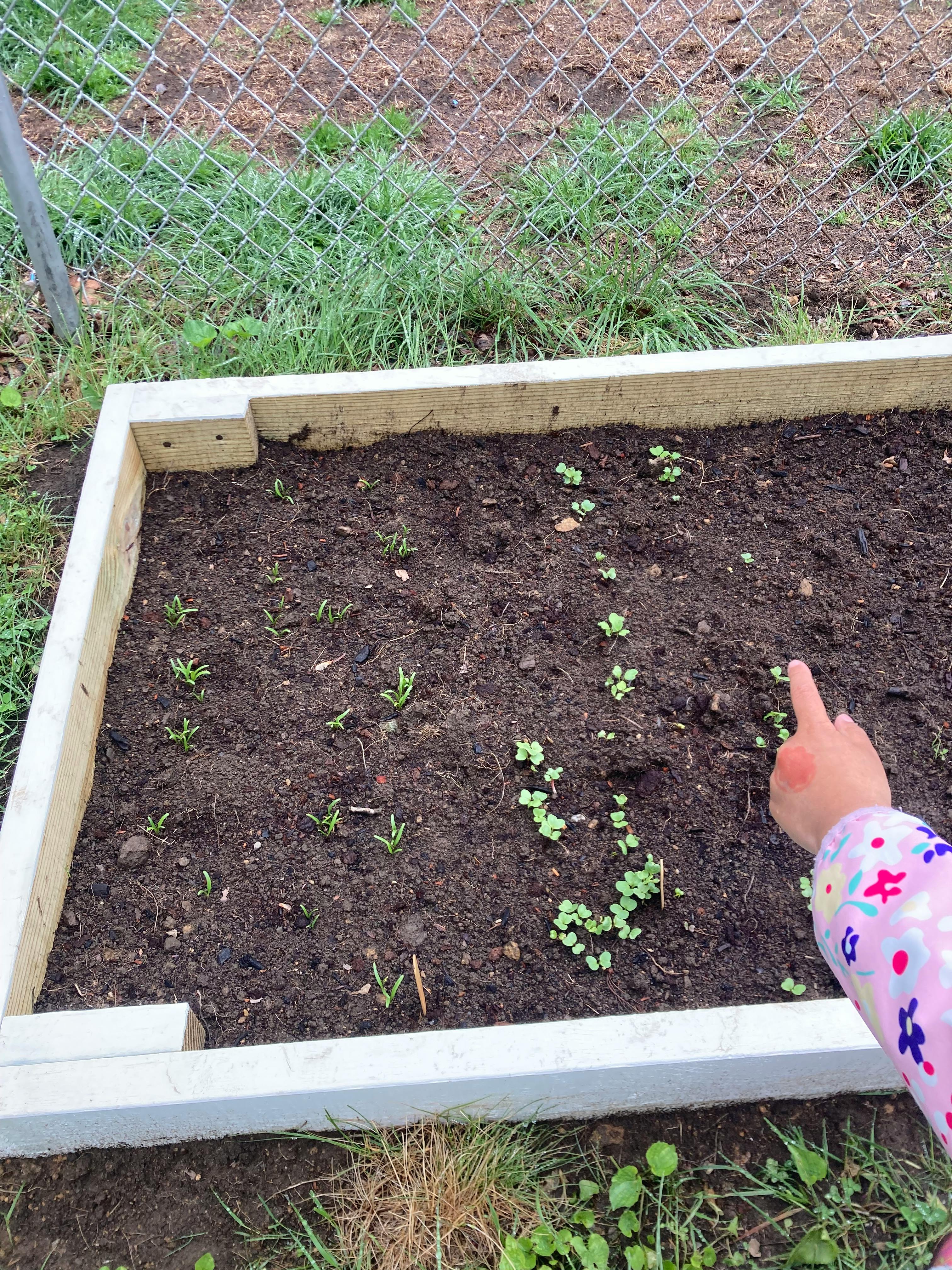 Child pointing at small green sprouts in a raised garden bed