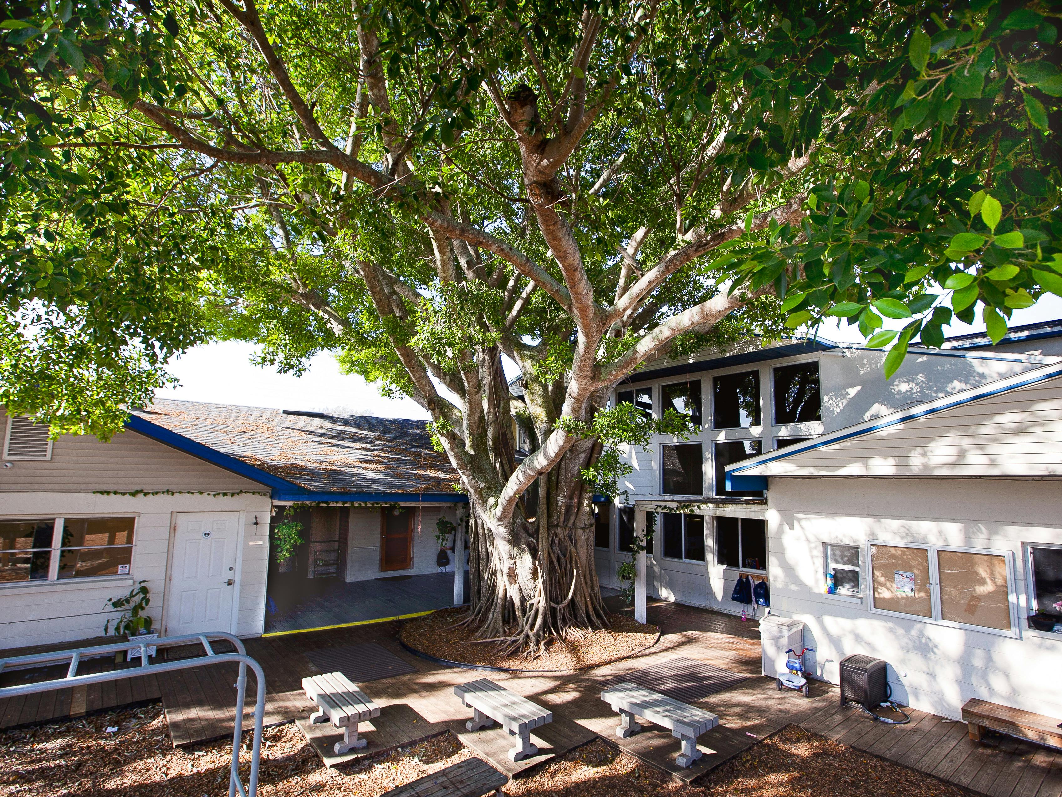 Large tree with buildings and picnic tables around it