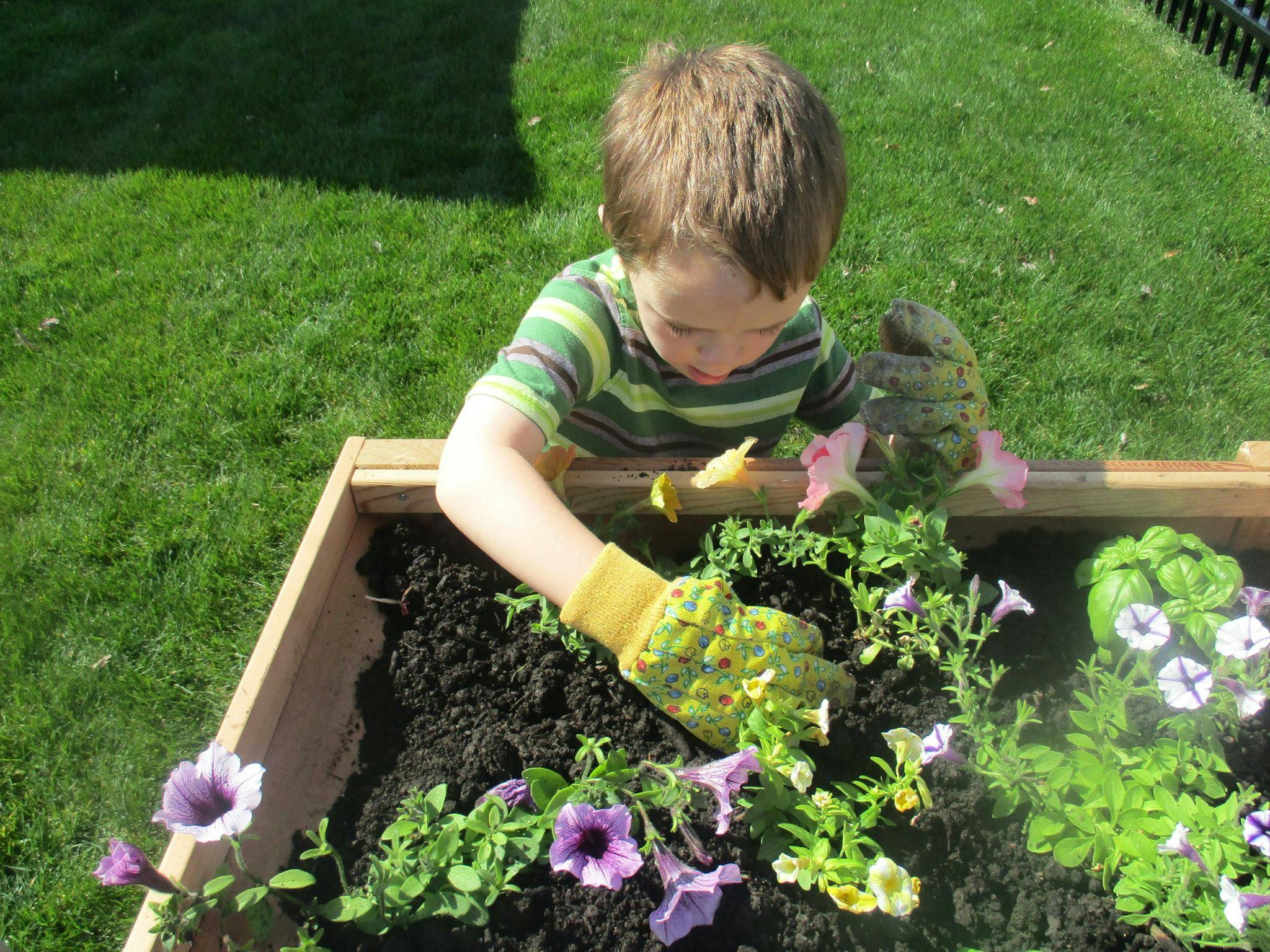 Child wearing gloves planting flowers in a raised garden bed