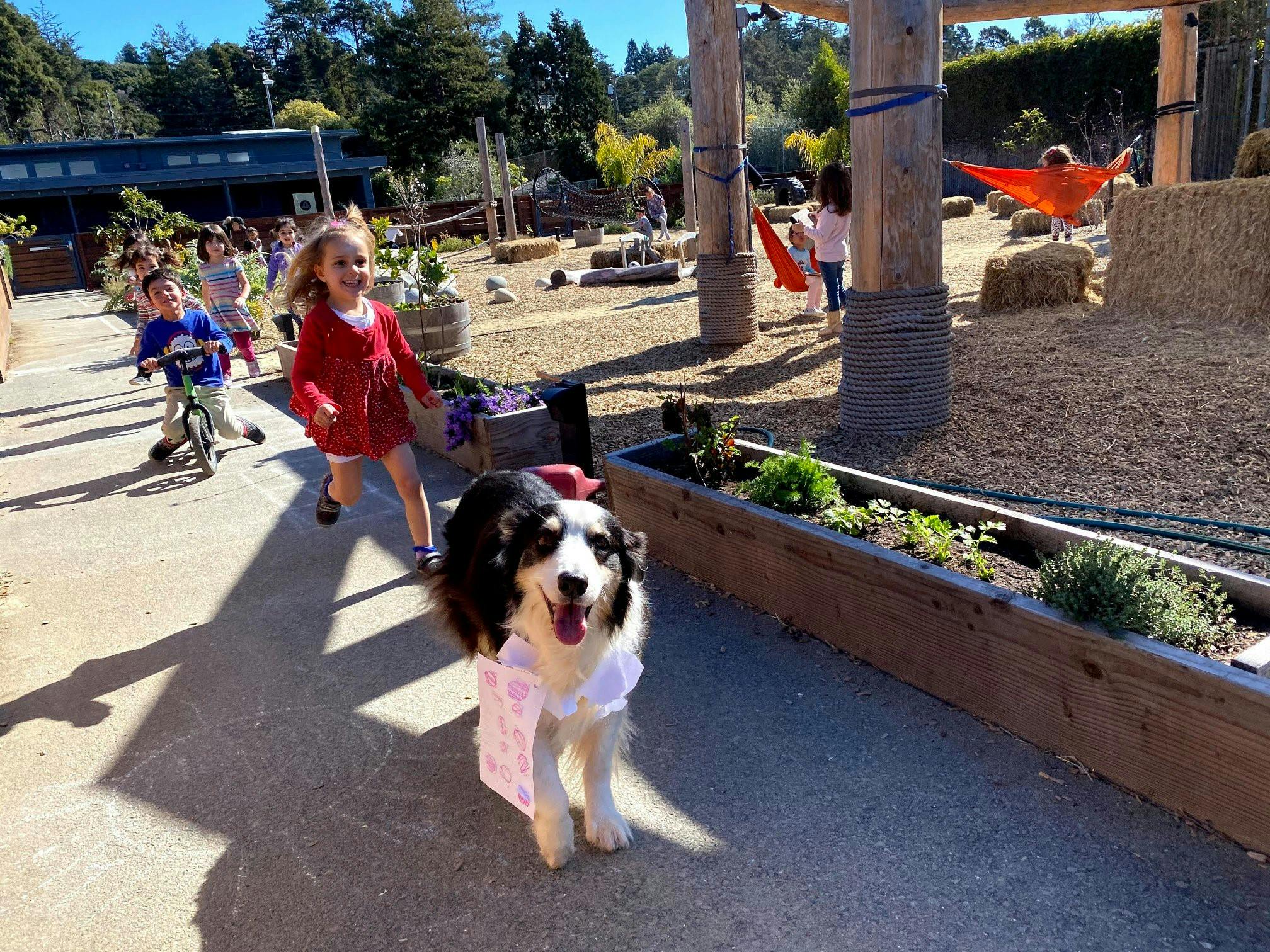 Dog in a shirt with children playing in the background