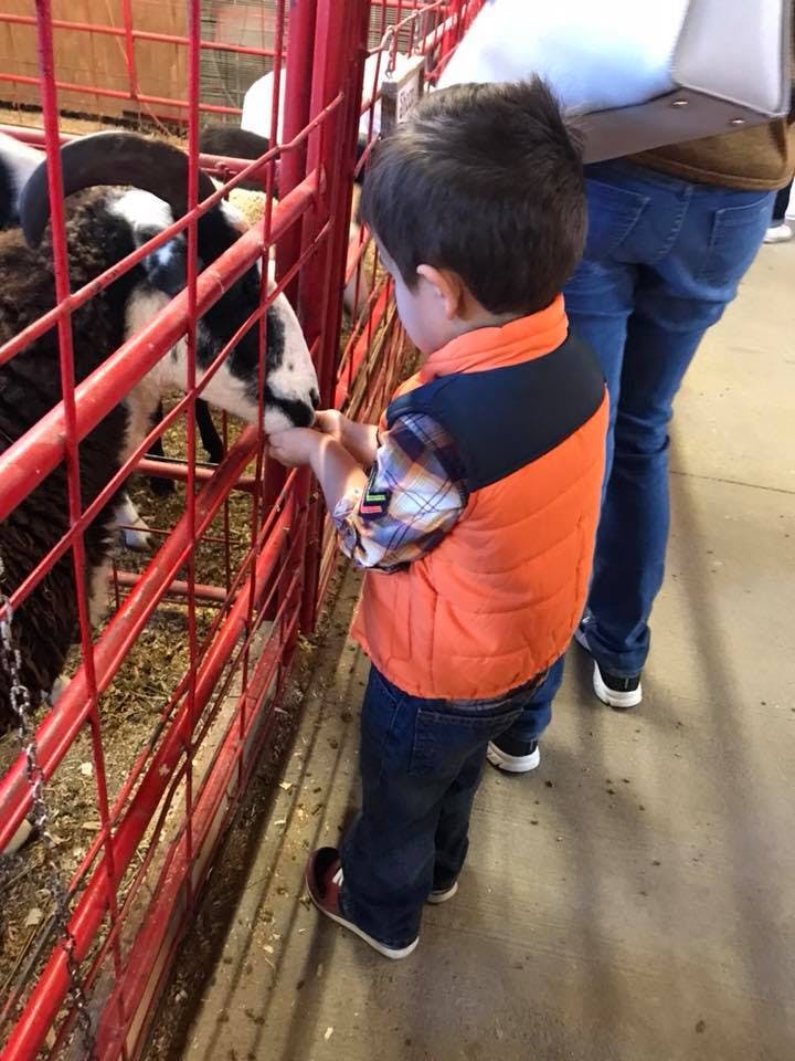 Child feeding a sheep through a red fence