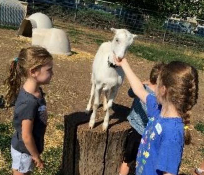 Child feeding a goat standing on a tree stump, another child watching