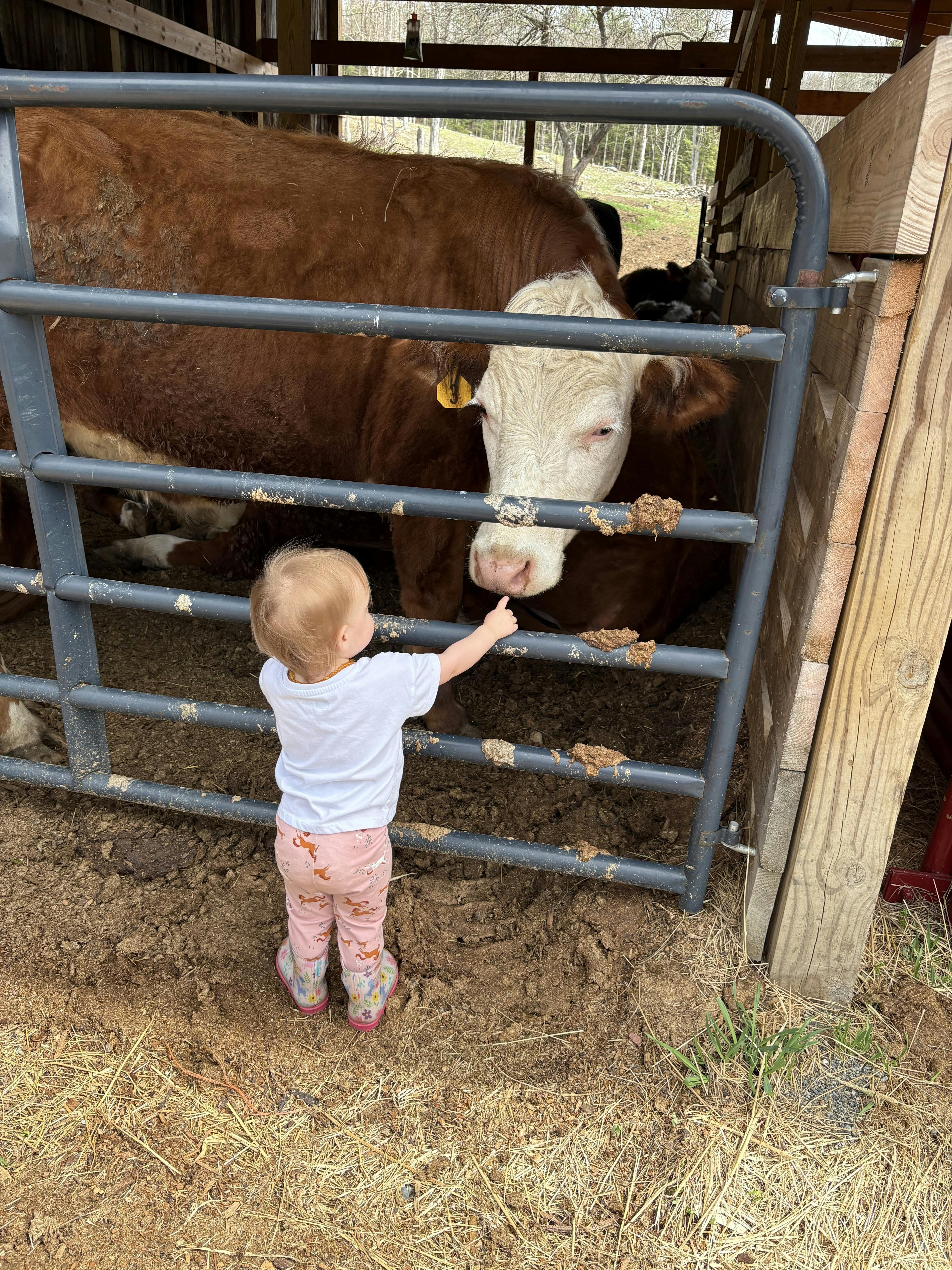 Child reaching through a gate to touch a cow's cow's nose