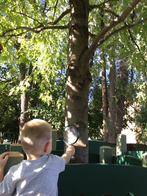 Child holding a magnifying glass to a tree trunk