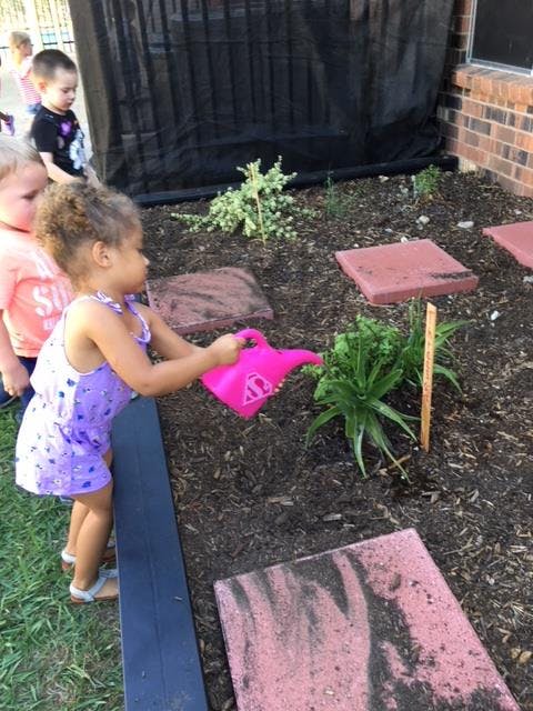 Child watering a plant in a garden bed with a pink watering can