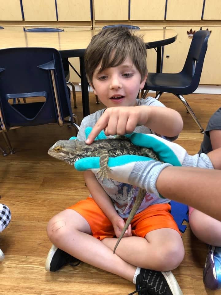 Child pointing at a lizard held by a gloved hand