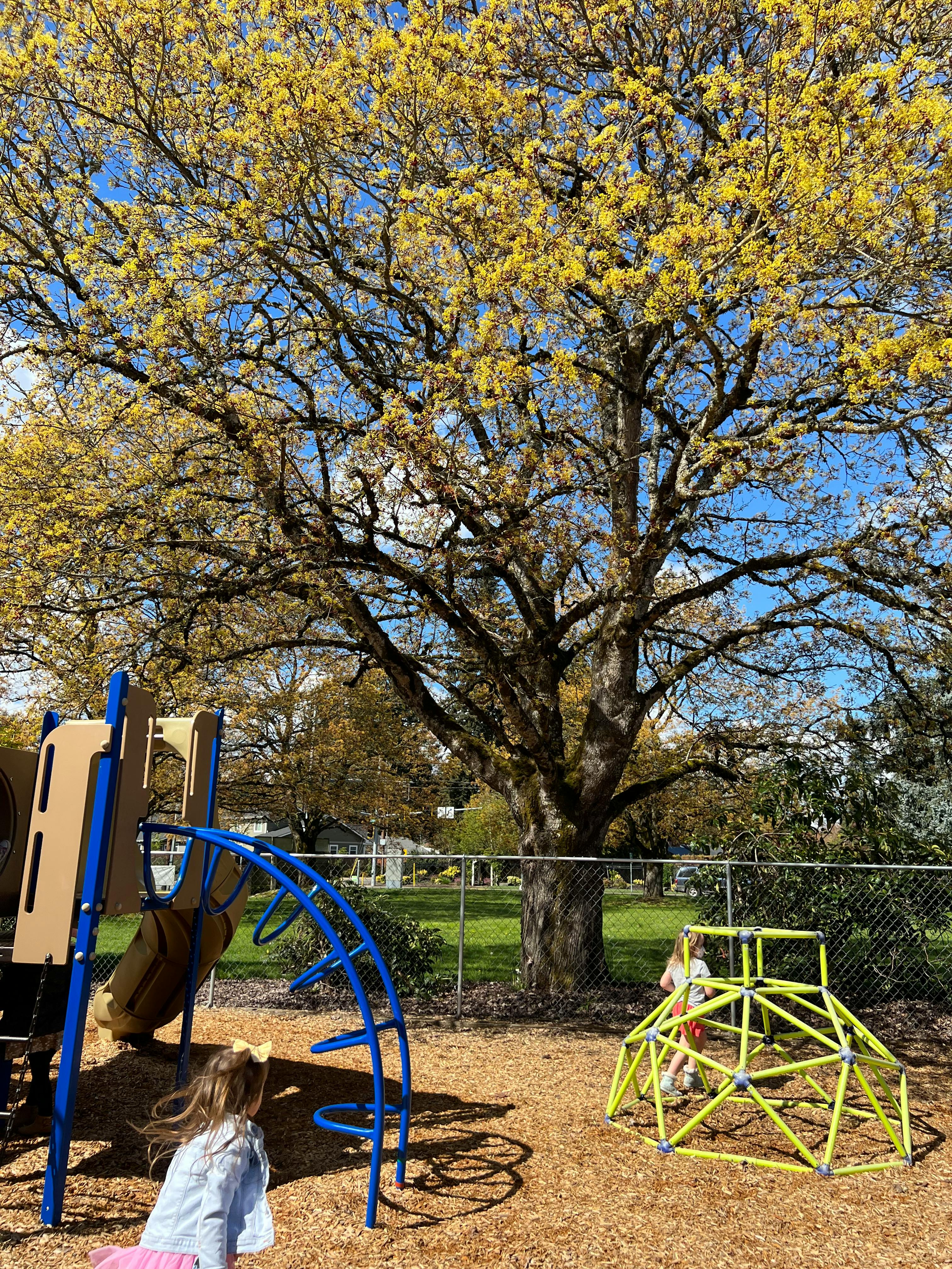 Children playing on playground equipment under a large tree