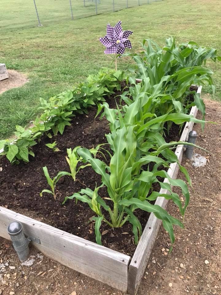 Raised garden bed with corn and other plants, with a pinwheel