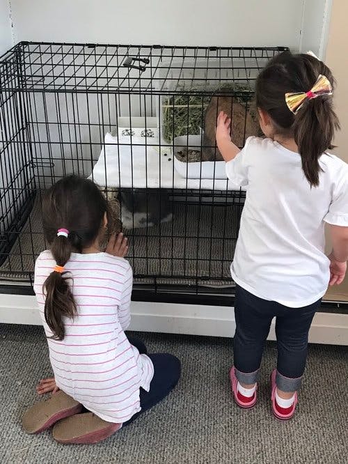 Two children looking at an animal in a cage