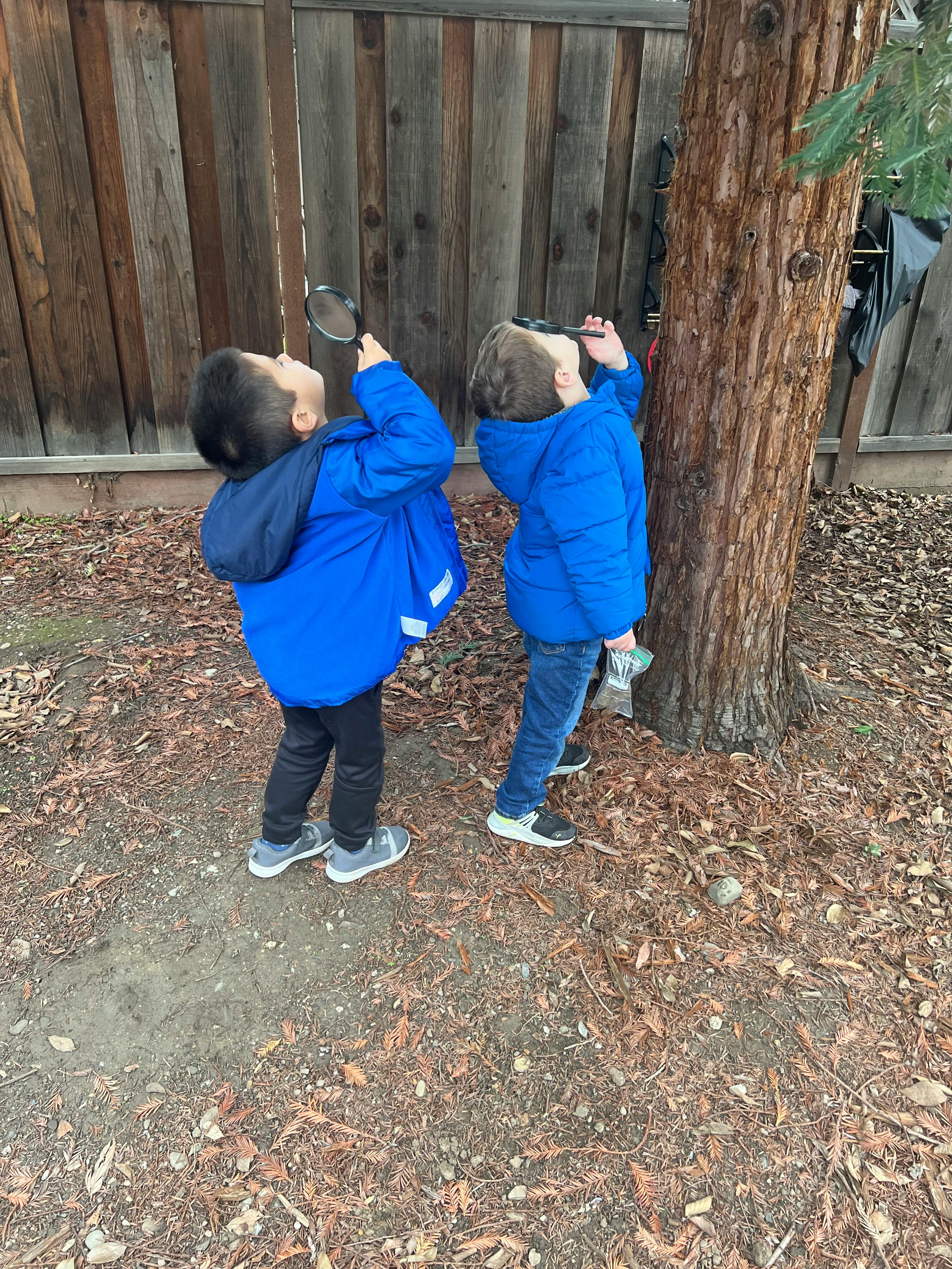 Two children in blue jackets looking up at a tree with magnifying glasses