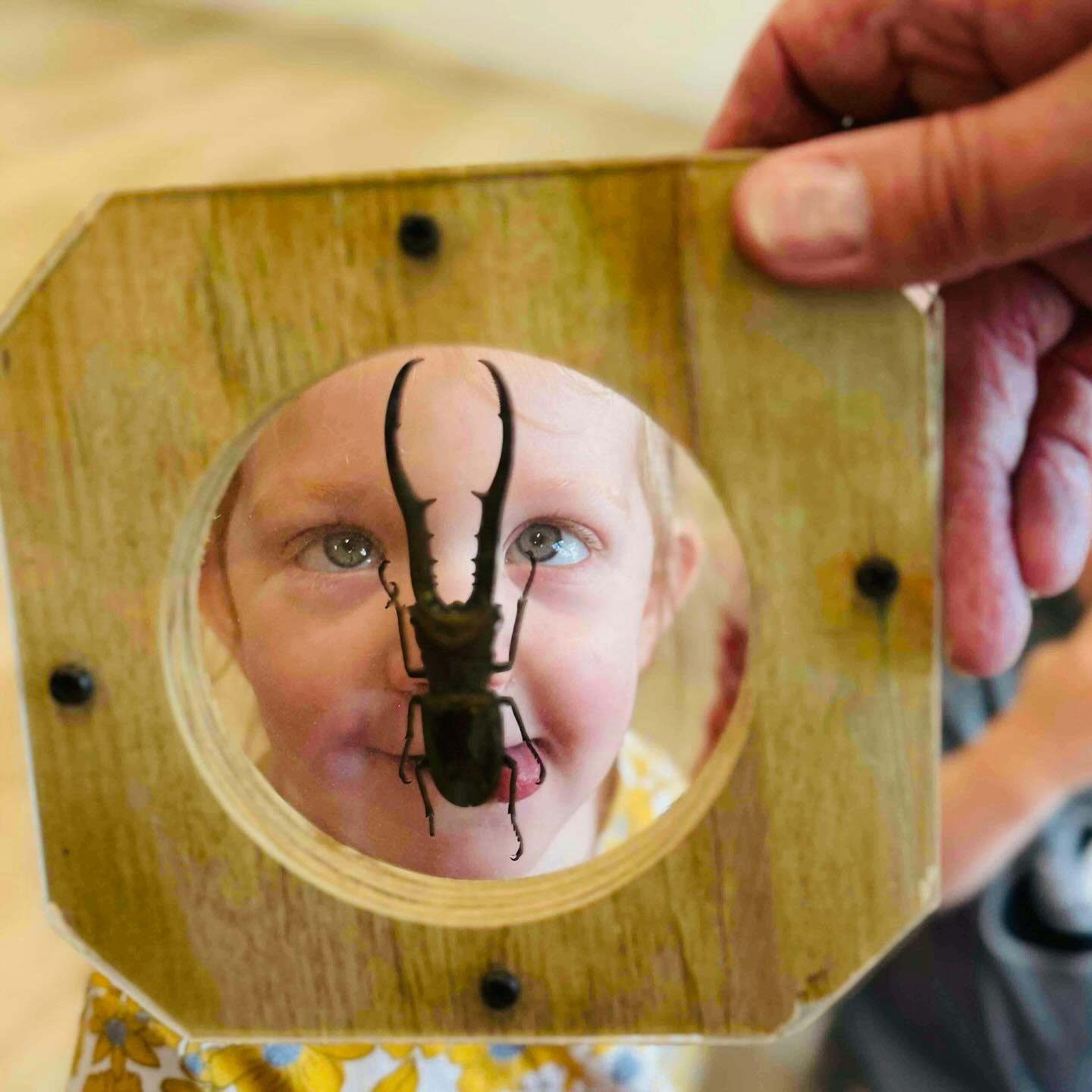 Child looking through a wooden frame with a large beetle on the glass