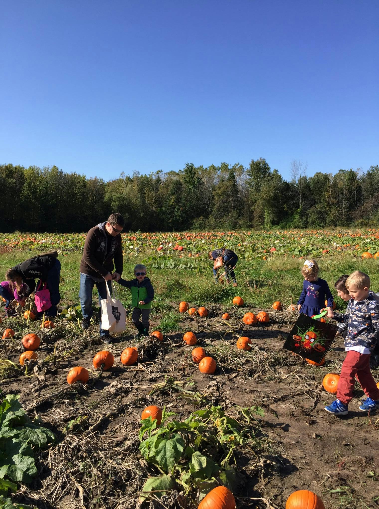 People and children picking pumpkins in a field