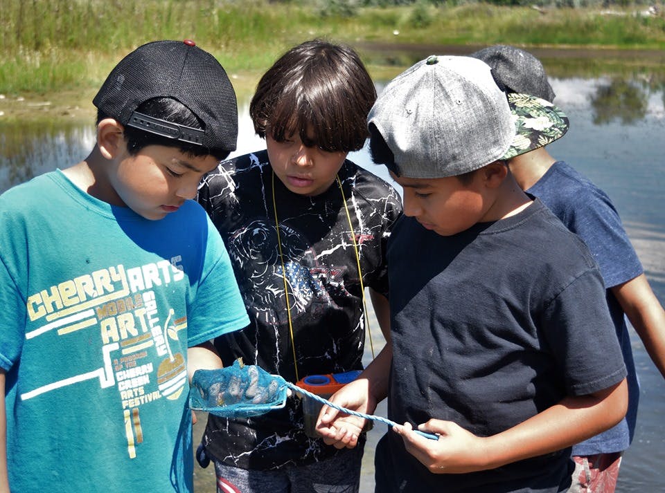 Children looking at a small net with something in it near water