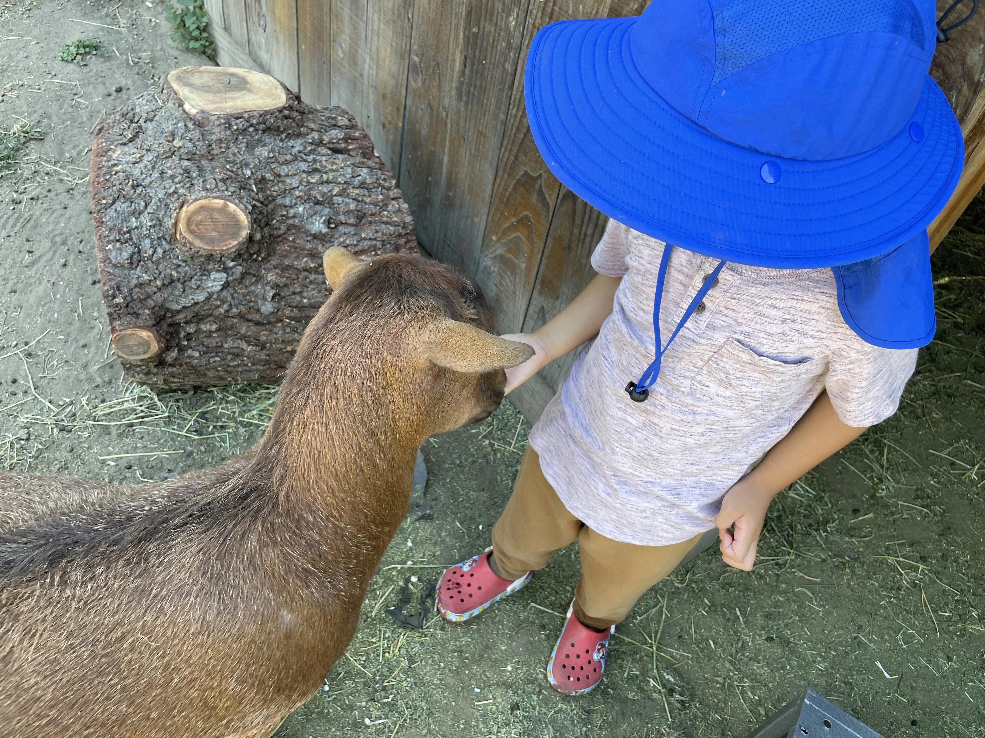 Child wearing a blue sun hat petting a goat