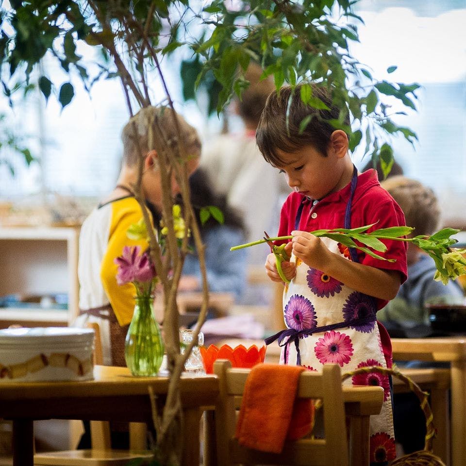 Child in an apron cutting a plant stem with scissors
