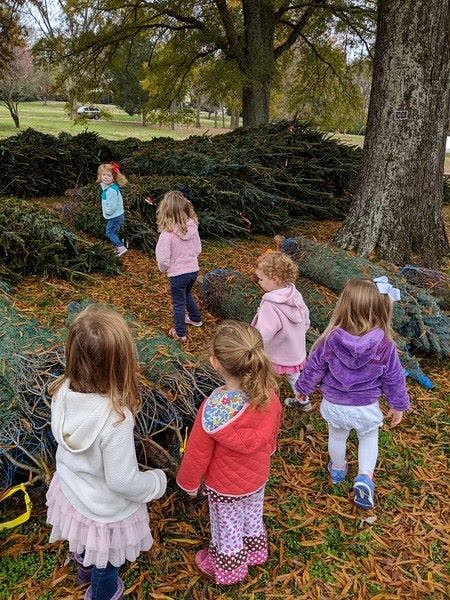 Group of children walking among piles of evergreen branches outdoors