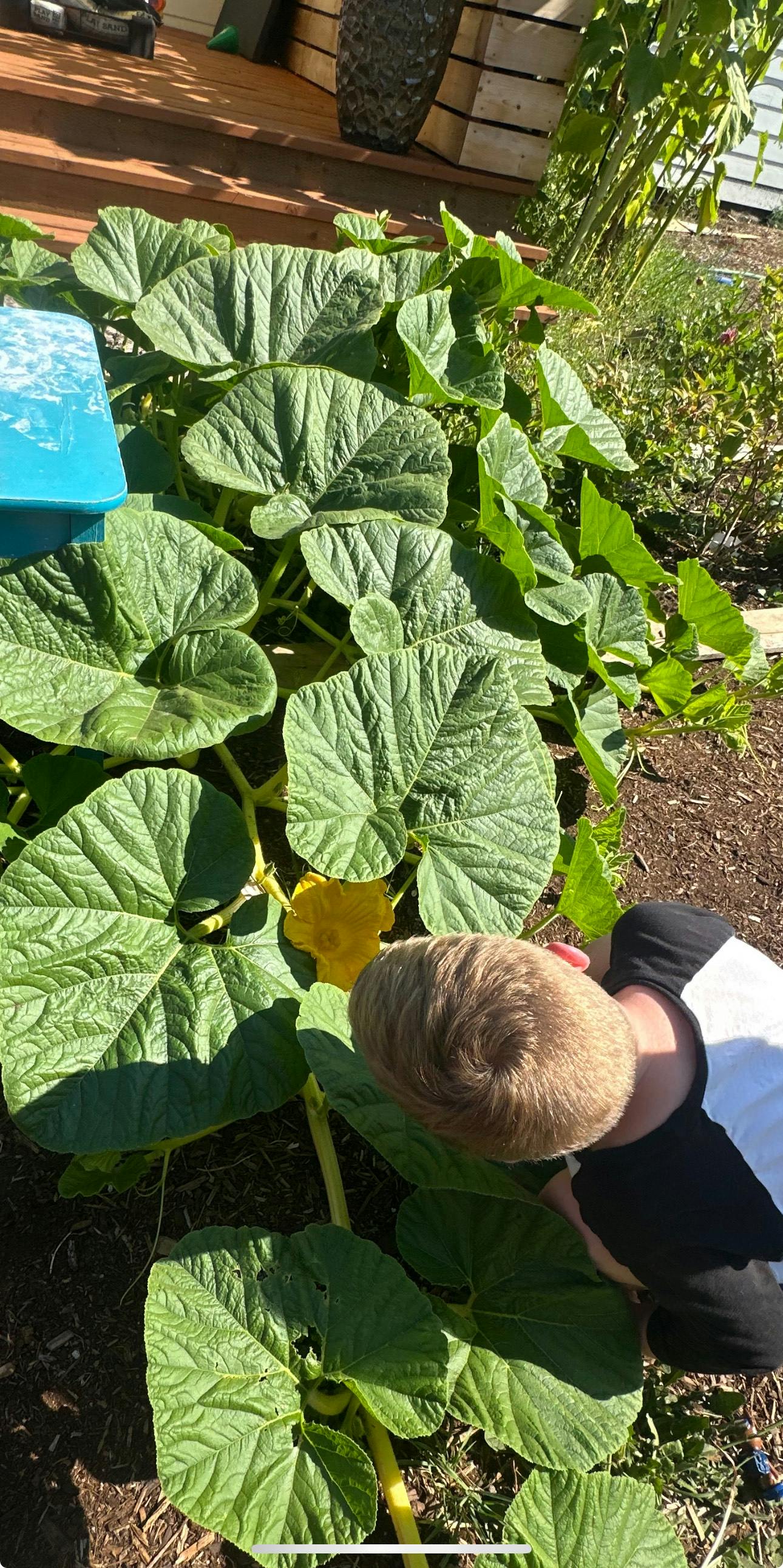 Child looking at large green leaves of a plant