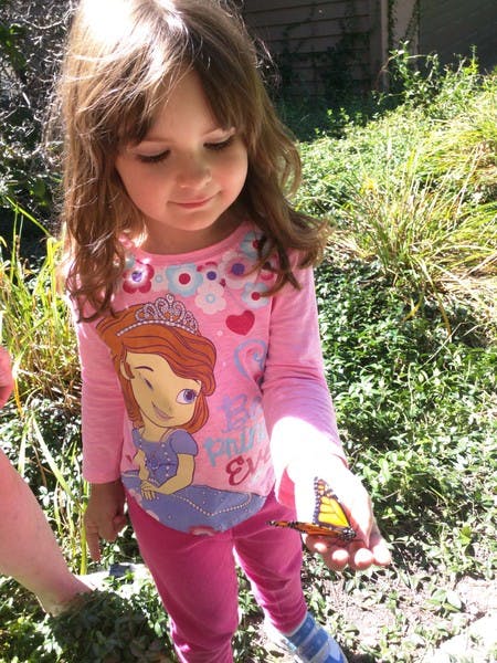 Child holding a butterfly on an open palm