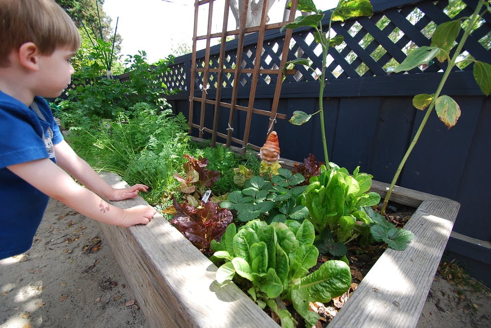 Child looking into a raised garden bed with various plants