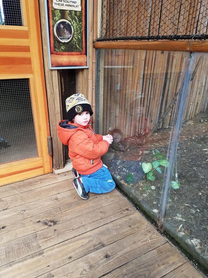 Child kneeling on a wooden deck looking into an animal enclosure
