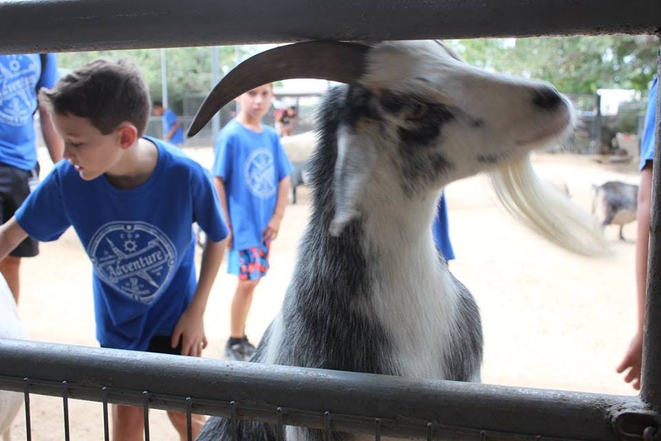 Child looking at a goat with horns and a long beard