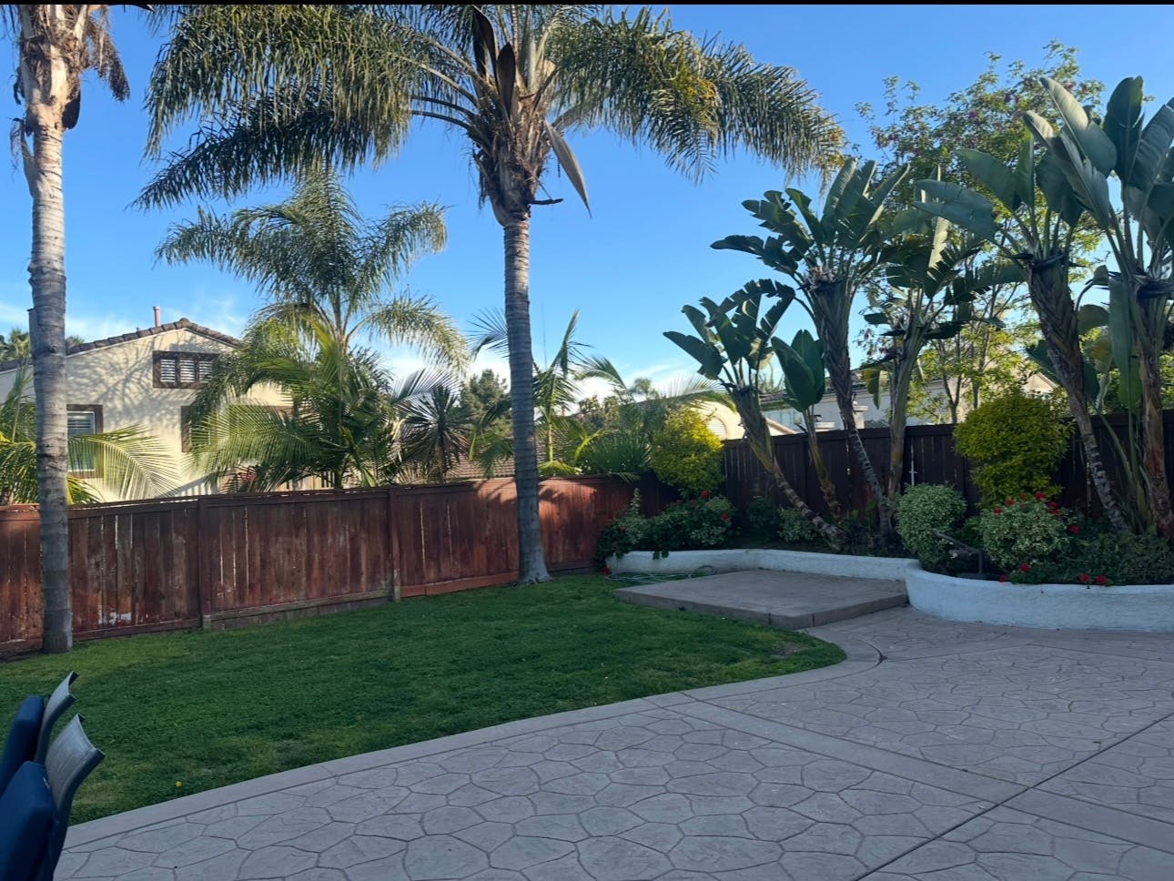 Palm trees and tropical plants in a yard with a wooden fence