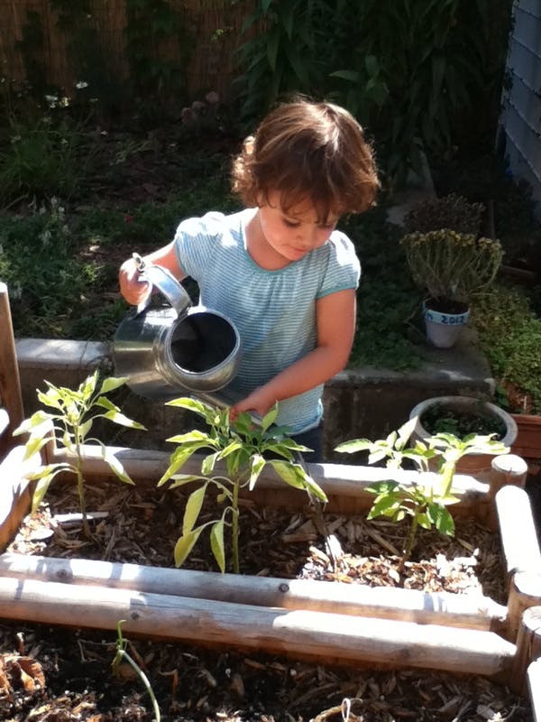 Child watering plants in a garden bed